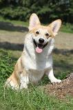 CORGI PEMBROKE 243
